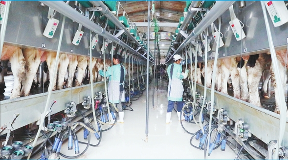 企業+基地+農戶做強“奶牛之鄉”乳品産業