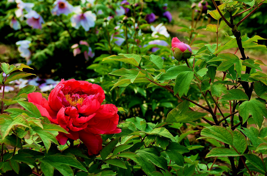 平顶山市:牡丹绽放醉市民