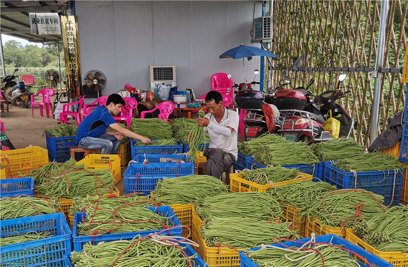 廣西平南：蔬菜種植助增收 脫貧致富正當時