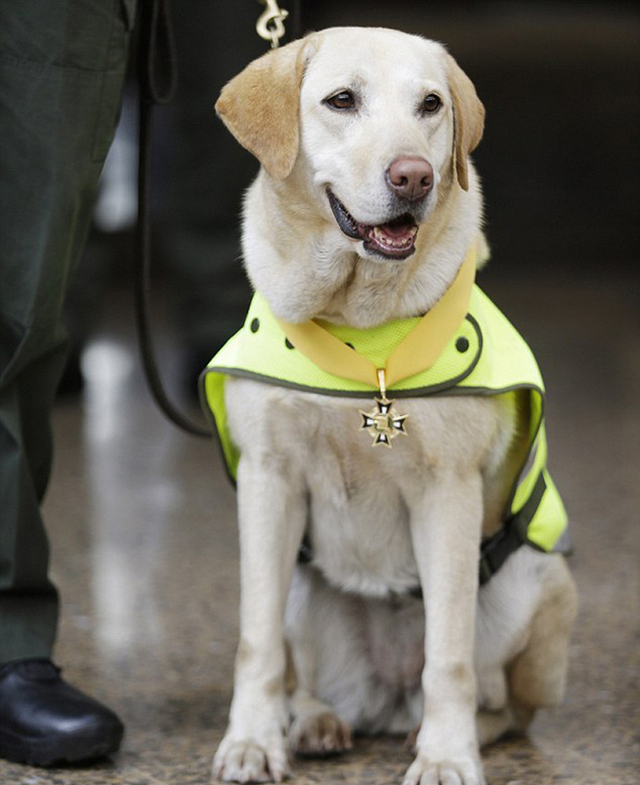 哥伦比亚警犬在机场货物中发现一吨毒品 被授勋章