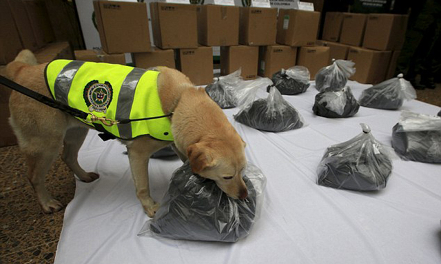 哥倫比亞警犬在機場貨物中發現一噸毒品 被授勳章