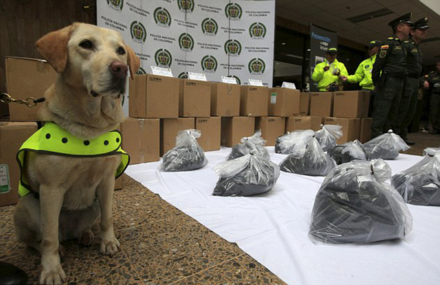 哥倫比亞警犬在機場貨物中發現一噸毒品 被授勳章