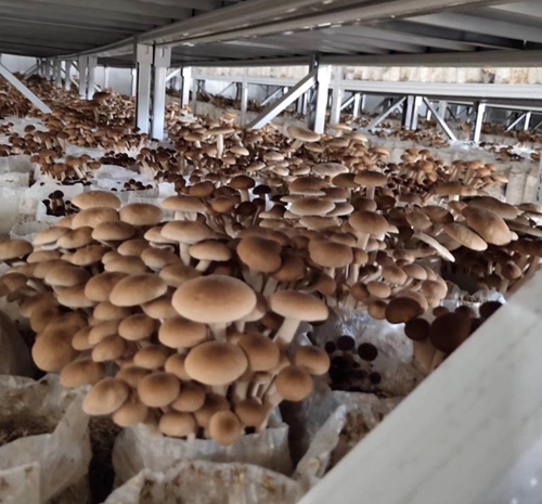 赣州市赣县区南塘镇发挥“三种效应”助推茶树菇产业提质升级