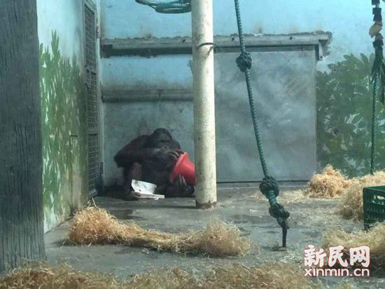 上海动物园杭州猩娘与上海猩郎合笼 正在培养感情