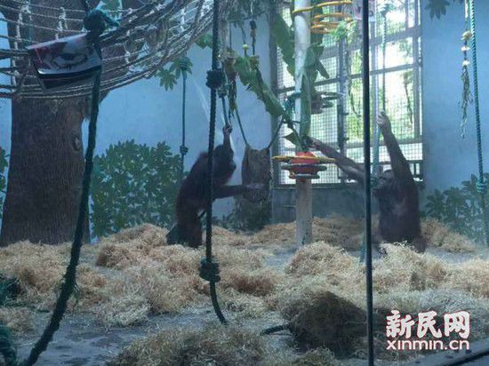 上海动物园杭州猩娘与上海猩郎合笼 正在培养感情