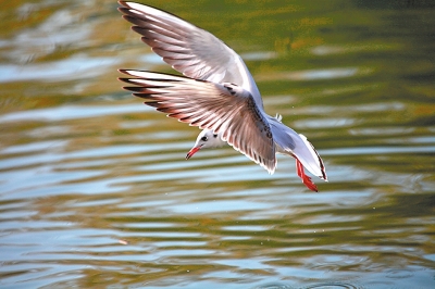紅嘴鷗棲息白龜湖