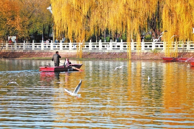 紅嘴鷗棲息白龜湖