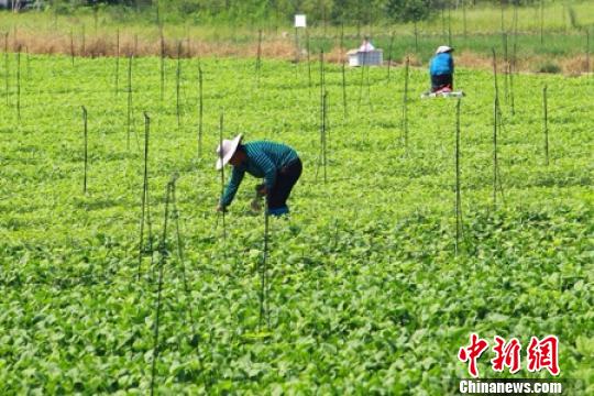 供港蔬菜項目助廣東貧困村“脫貧致富”