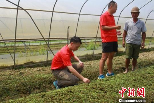 供港蔬菜项目助广东贫困村“脱贫致富”