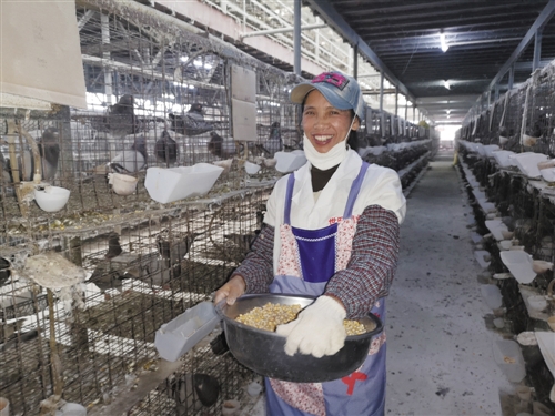 肉鸽养殖有效益　脱贫产业见收益