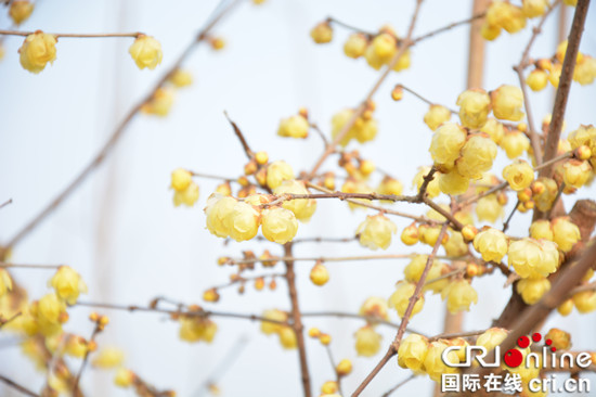 【CRI專稿 列表】重慶北碚蠟梅文化節開幕 鳴響2019鄉村旅遊第一槍