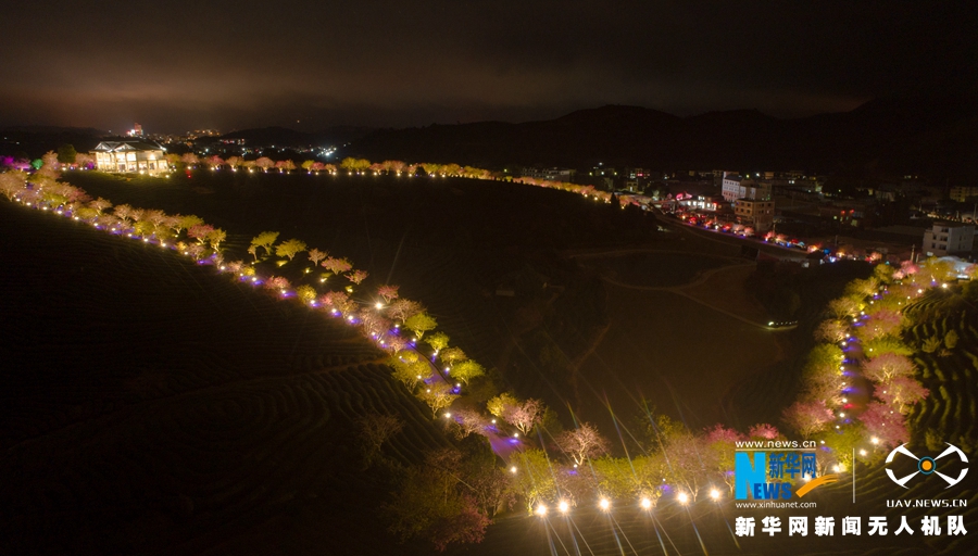 福建：台品樱花茶园夜景迷人