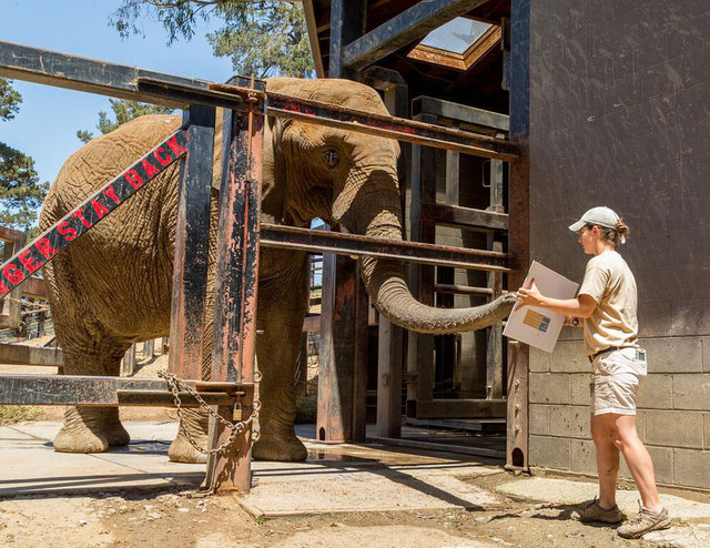 美奧克蘭動物園拍賣動物畫作 “畫家”包括大象和蟑螂