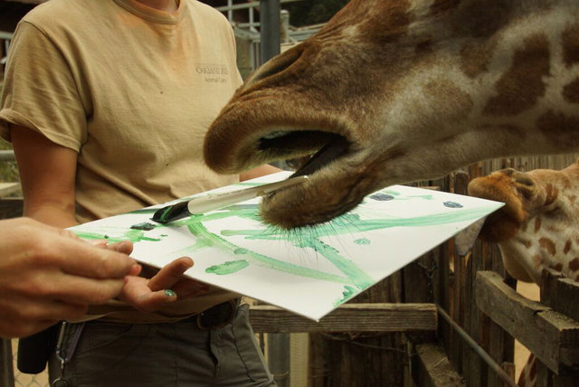 美奥克兰动物园拍卖动物画作 “画家”包括大象和蟑螂