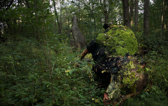 走进现实版侏罗纪公园：人造恐龙潜伏幽暗森林