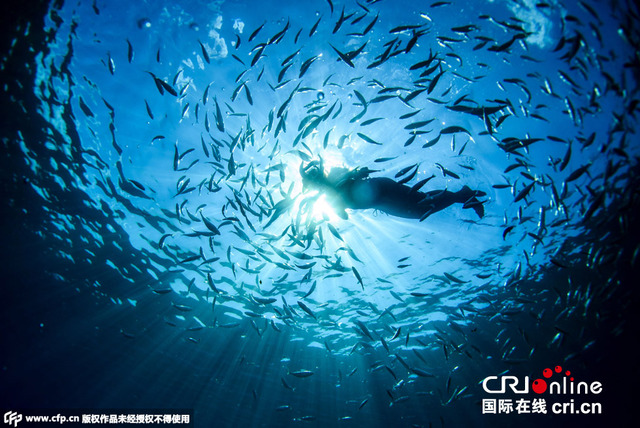 摄影师水下拍摄意大利蓝色港湾 群鱼沸腾场面壮观