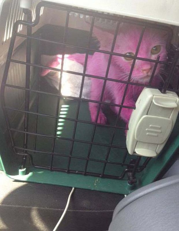 巴林一小猫被染成粉色售卖 日光下惨遭暴晒