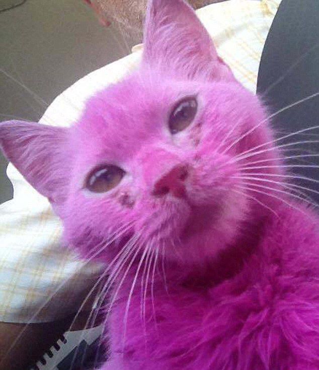 巴林一小貓被染成粉色售賣 日光下慘遭暴曬