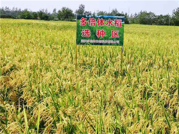 湖北“多倍體水稻”科技成果整體達到國際領先水準