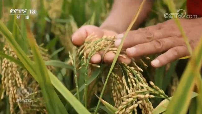 焦點訪談丨如何解決這道耕地難題?看看他們的做法