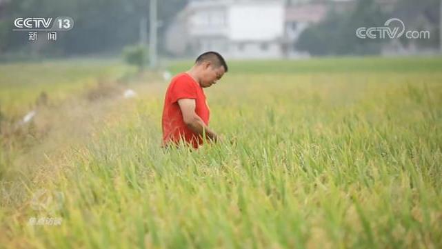 焦點訪談丨如何解決這道耕地難題?看看他們的做法