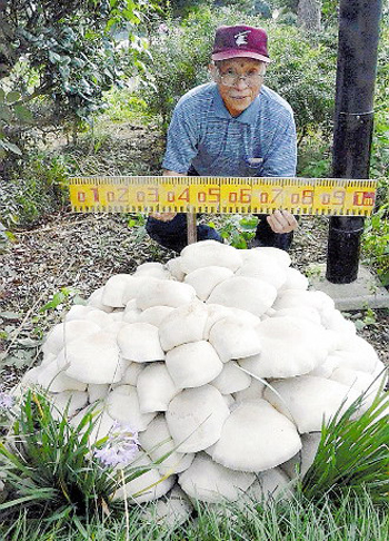 日本一神社内现巨型蘑菇 直径达1.2米