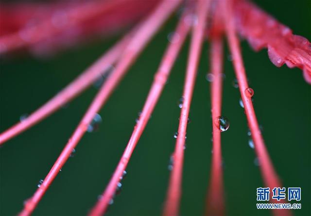 江苏淮安：一场秋雨一场寒