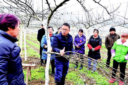 湖北省农科院伍涛博士山区梯田上种出“泉水梨”