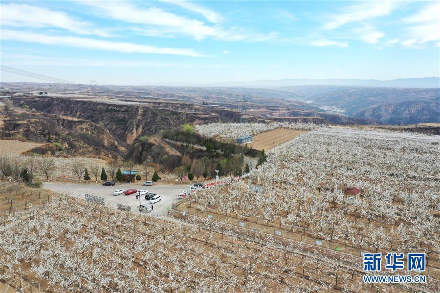 山西隰县：梨园赏花正当时