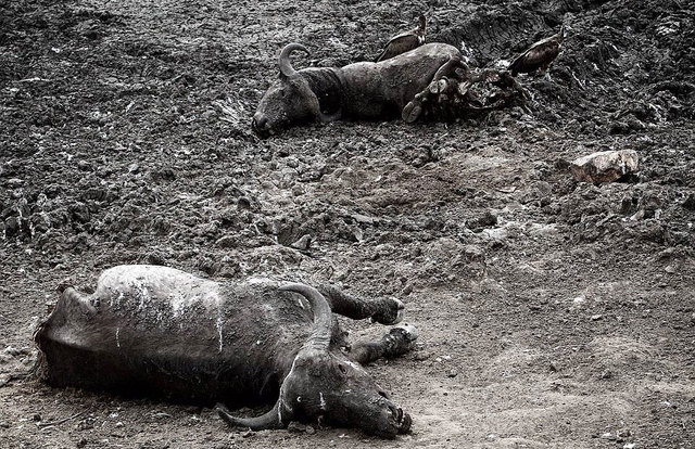 英國攝影師記錄非洲野生動物生存慘境