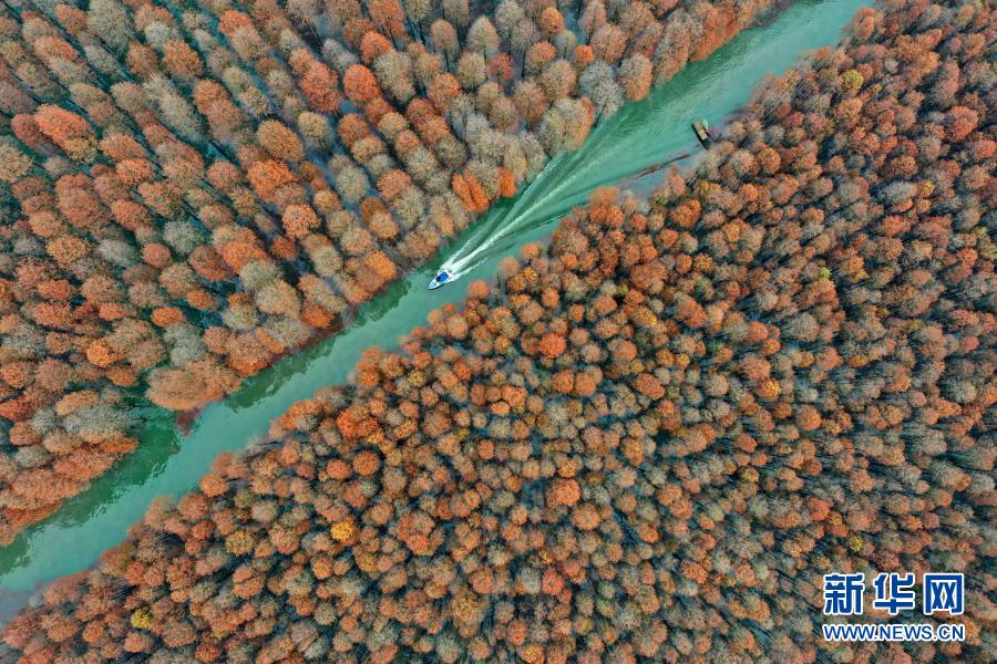 湖北仙桃：“水上森林”畫中游