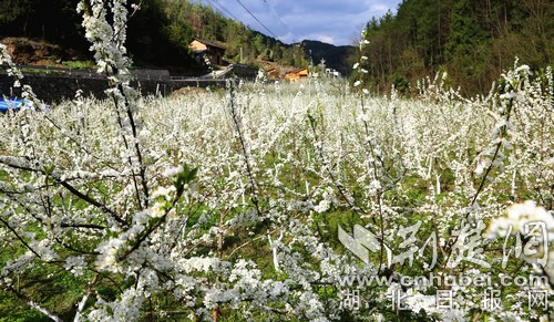 建始石門：種花種果搞旅遊 幸福日子有奔頭