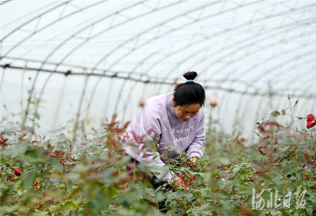 河北望都:美丽产业助农增收