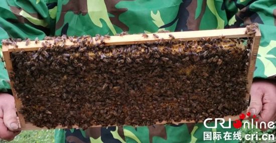 貴州水城：小蜜蜂“釀”就大産業 老百姓過上甜日子