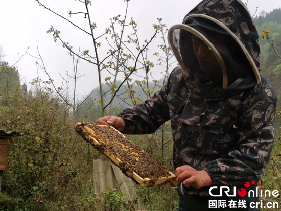 贵州水城：小蜜蜂“酿”就大产业 老百姓过上甜日子