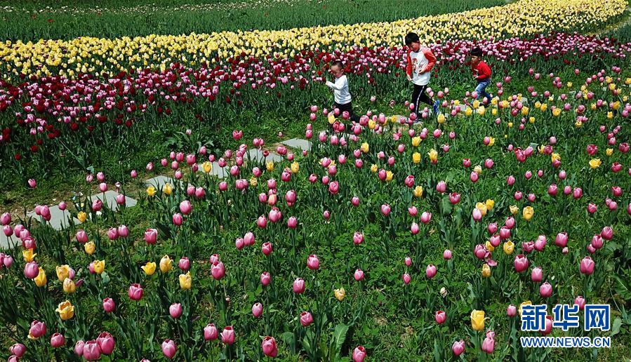 大山深處 鬱金香開