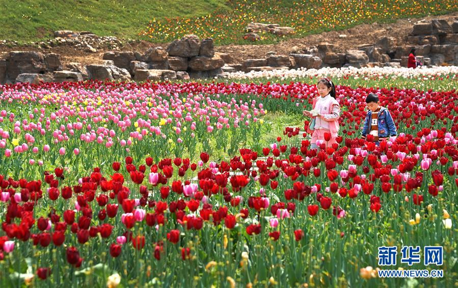 大山深處 鬱金香開