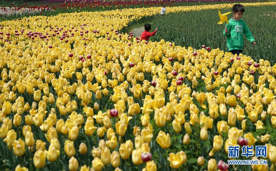 大山深處 鬱金香開