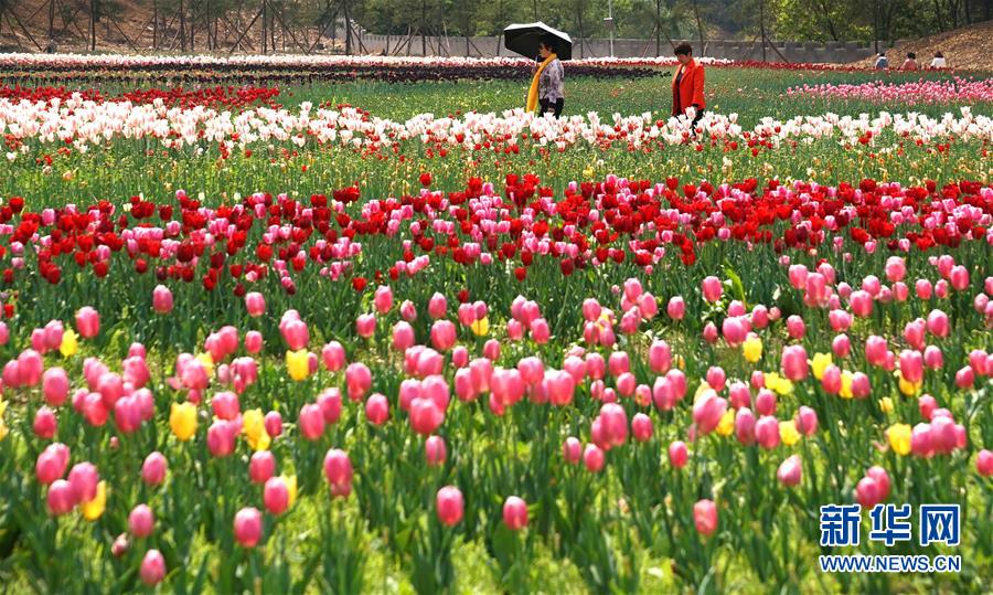 大山深處 鬱金香開