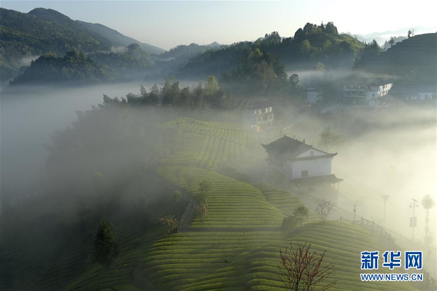 湖北恩施：霧鎖茶園似仙境