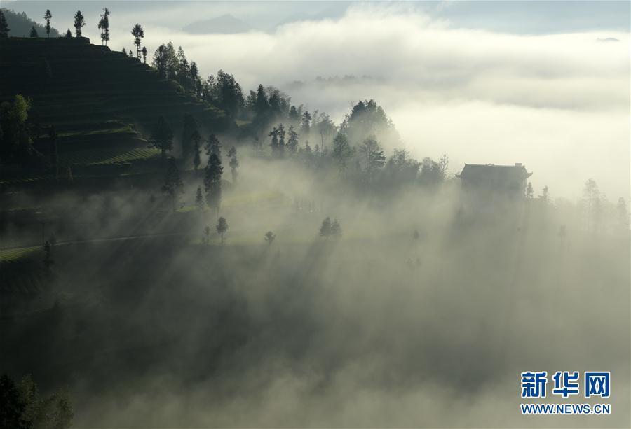 湖北恩施：霧鎖茶園似仙境