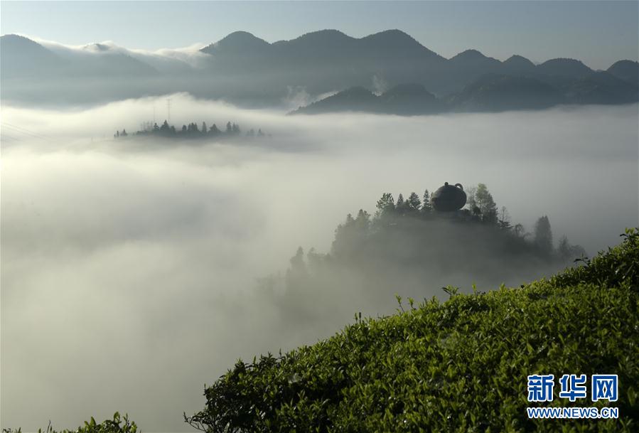 湖北恩施：雾锁茶园似仙境