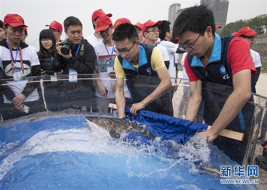 湖北宜昌700尾中华鲟放归长江