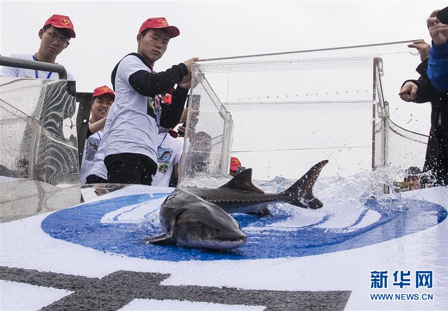 湖北宜昌700尾中华鲟放归长江