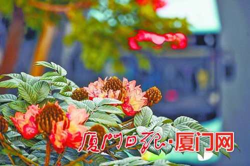 【旅遊列表】【廈門】【移動版】【Chinanews帶圖】廈門冬季氣溫比常年偏高 植物提前開花“報春”