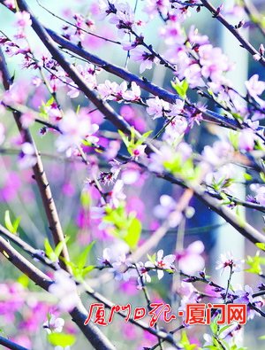 【旅遊列表】【廈門】【移動版】【Chinanews帶圖】廈門冬季氣溫比常年偏高 植物提前開花“報春”