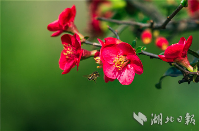 宜昌秭歸：海棠花開鬧新春