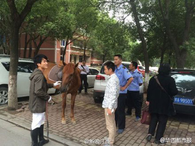 寶馬車和真馬相撞 車主被判負全責