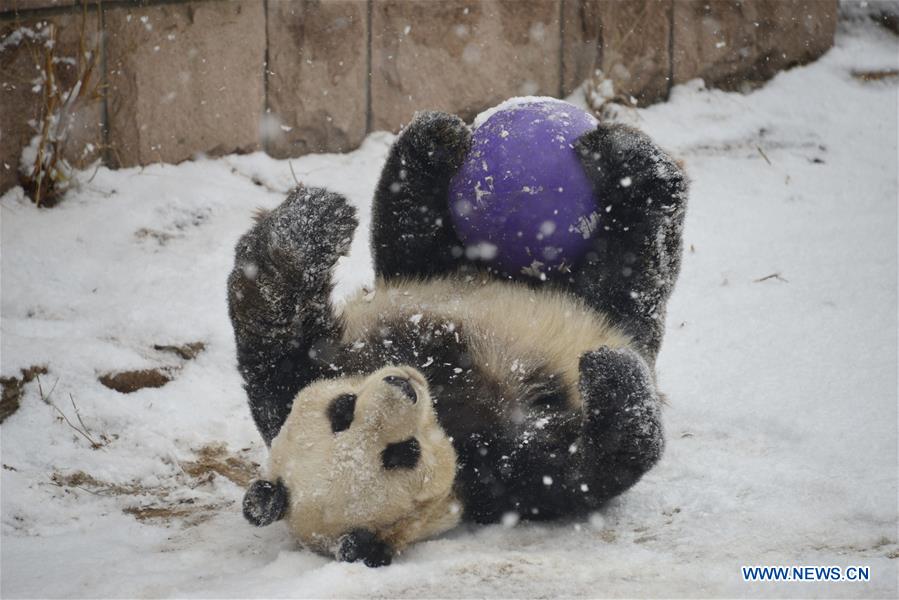 Giant pandas at Beijing Zoo play in snow