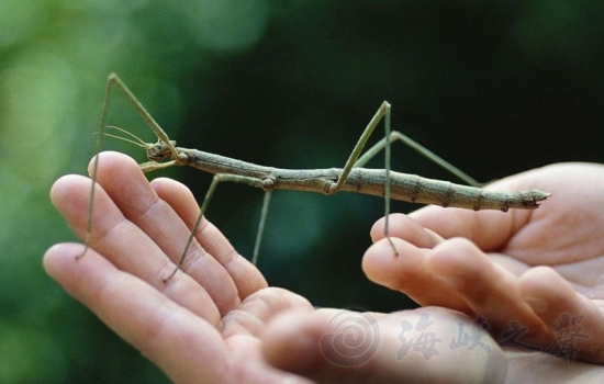 十一黃金周擬態(tài)生物特展亮相上海